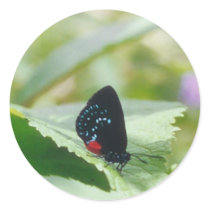 Black beauty - Atala butterfly - stickers by Horseshoes3 Black beauty - Atala butterfly - stickers