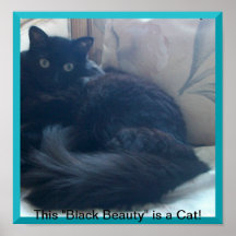 Black Beauty Cat Poster in 5 sizes
