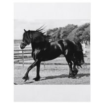 Black Beauty flyers