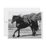 Black Beauty Horse Custom Announcement