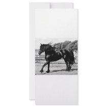 Black Beauty Horse Custom Rack Cards