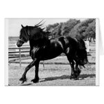 Black Beauty Horse Greeting Cards
