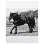 Black Beauty Horse Letterhead Template