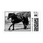 Black Beauty Horse Postage