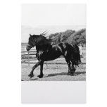Black Beauty Horse Custom Stationery