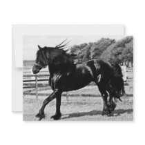 Black Beauty invitations