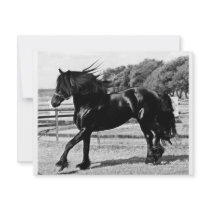 Black Beauty invitations