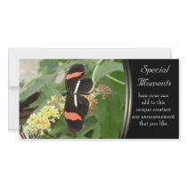 black beauty photo cards