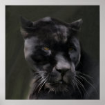 Black Beauty