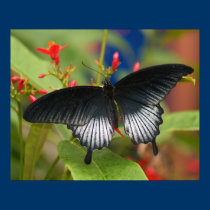 Black Beauty Print