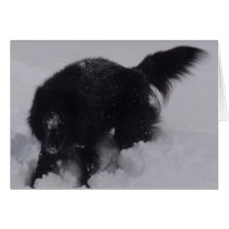 Black Belgian Shepherd in the Snow Greeting Card