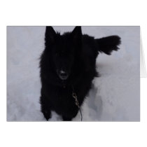 Black Belgian Shepherd in the Snow Greeting Cards