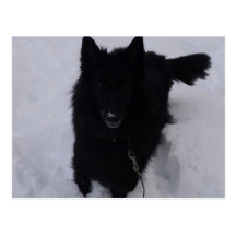 Black Belgian Shepherd in the Snow Post Card