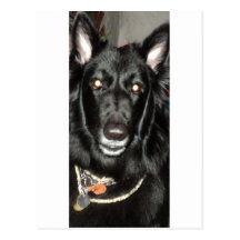Black Belgian Shepherd Postcard