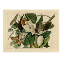 Black-billed Cuckoo Post Cards