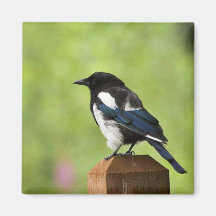 Black-billed magpie fridge magnet