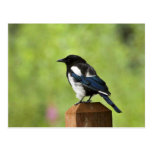 Black-billed magpie postcards