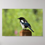 Black-billed magpie posters