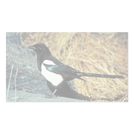 Black-billed magpie stands on rock business card template (back side)