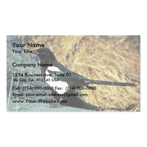 Black-billed magpie stands on rock business card template