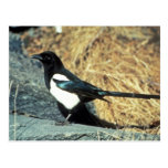 Black-billed magpie stands on rock postcard