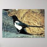 Black-billed magpie stands on rock posters