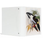 Black-billed Mountain Toucan binders
