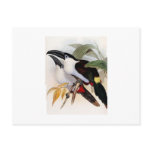Black-billed Mountain Toucan Post Card