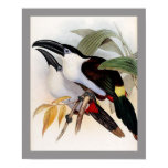 black-billed mountain-toucan, andigena