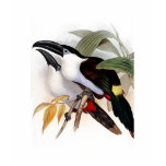 black-billed mountain-toucan, andigena