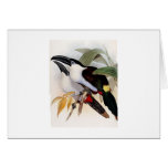 Black-billed untain Toucan Greeting Cards