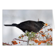 Black bird hunting for berry greeting cards