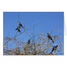 Black Birds on twigs Cards
