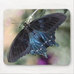 Black & Blue Blue Butterfly Mousepad
