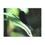 Black & Blue Damselfly Postcard