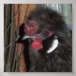 Black/Blue Silkie Rooster/Blue Velvetino Poster posters