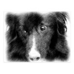 Black Border Collie Animal Art Postcard