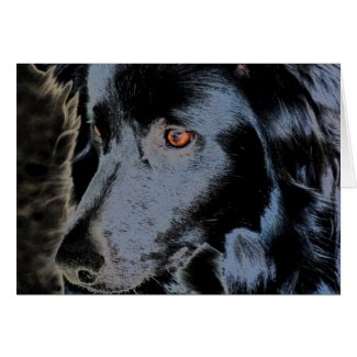 Black Border Collie Dog Blank Note Card card