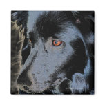 Black Border Collie Dog Photo Magnet