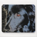 Black Border Collie Dog Photo Mousepad