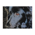 Black Border Collie Dog Photo Postcard postcard