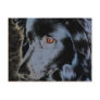 Black Border Collie Dog Photo Postcard