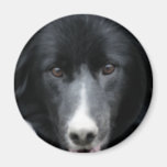Black Border Collie Face Dog Magnet