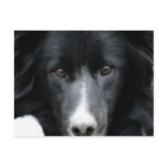 Black Border Collie Face Dog Postcards
