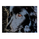 Black Border Collie Face Dog Postcard