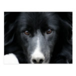 Black Border Collie Face Dog Postcard