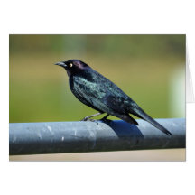 Black Bower Bird Greeting Card