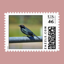 Black Bower Bird stamps