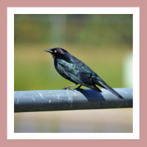 Black Bower Bird posters