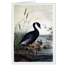 Black brant greeting card